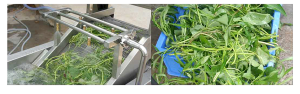Air-Bubble-Vegetable-Washer3-maksindomakassar